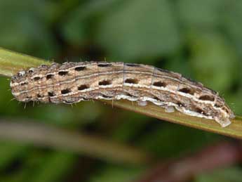  Chenille de Chersotis multangula multangula Hb. - ©Wolfgang Wagner, www.pyrgus.de