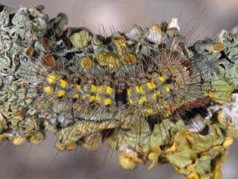  Chenille de Nudaria mundana L. - ©Wolfgang Wagner, www.pyrgus.de