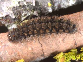  Chenille de Pelosia muscerda Hfn. - ©Wolfgang Wagner, www.pyrgus.de