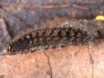  Chenille de Pelosia muscerda Hfn. - Wolfgang Wagner, www.pyrgus.de