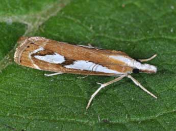 Catoptria mytilella Hb. adulte - ©Philippe Mothiron