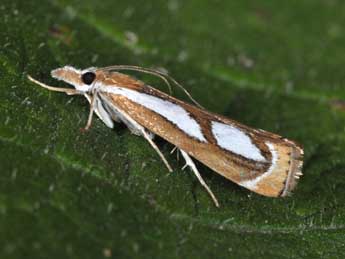 Catoptria mytilella Hb. adulte - Philippe Mothiron