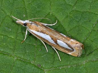 Catoptria mytilella Hb. adulte - Philippe Mothiron