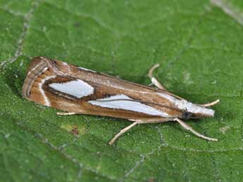 Catoptria mytilella Hb. adulte - Philippe Mothiron