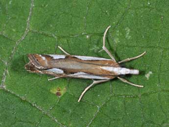 Catoptria mytilella Hb. adulte - Philippe Mothiron