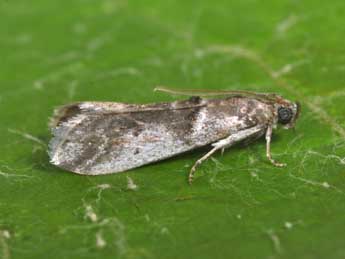 Pseudacrobasis tergestella Rag. adulte - ©Philippe Mothiron