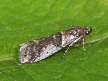 Pseudacrobasis tergestella Rag. adulte - Philippe Mothiron