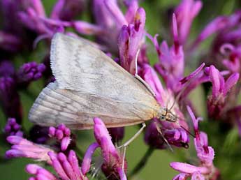 Udea nebulalis Hb. adulte - Simon Regnard