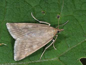 Udea nebulalis Hb. adulte - Philippe Mothiron