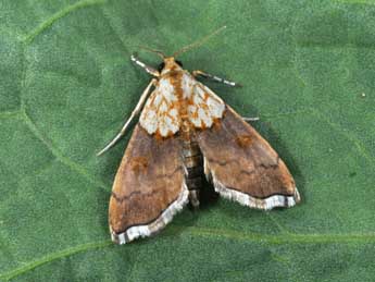 Agrotera nemoralis Scop. adulte - Philippe Mothiron