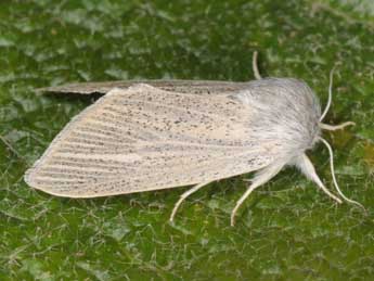 Acronicta nervosa D. & S. adulte - ©Wolfgang Wagner, www.pyrgus.de