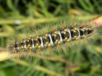  Chenille de Acronicta nervosa D. & S. - ©Wolfgang Wagner, www.pyrgus.de