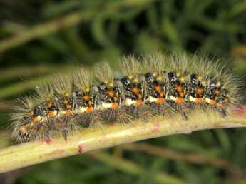  Chenille de Acronicta nervosa D. & S. - Wolfgang Wagner, www.pyrgus.de