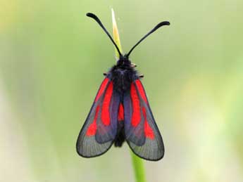 Zygaena nevadensis Rbr adulte - Emmanuel Ruiz