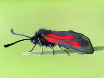 Zygaena nevadensis Rbr adulte - Emmanuel Ruiz