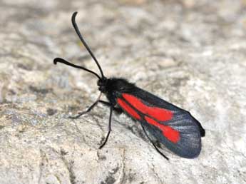 Zygaena nevadensis Rbr adulte - ©Philippe Mothiron