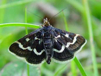 Pyrausta nigrata Scop. adulte - Jean-Paul Quinette