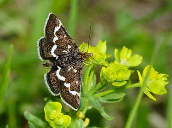 Pyrausta nigrata Scop. adulte - Jean-Franois Maradan