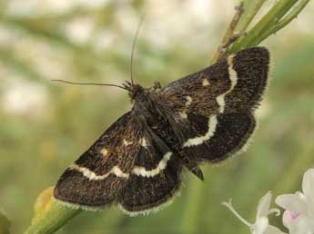 Pyrausta nigrata Scop. adulte - ©Jean-Pierre Lamoline