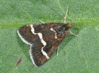 Pyrausta nigrata Scop. adulte - Philippe Mothiron