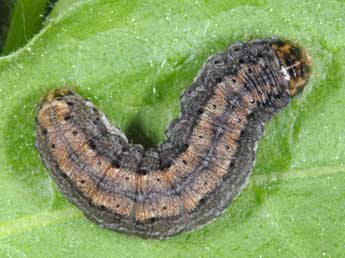  Chenille de Euxoa nigricans L. - ©Wolfgang Wagner, www.pyrgus.de