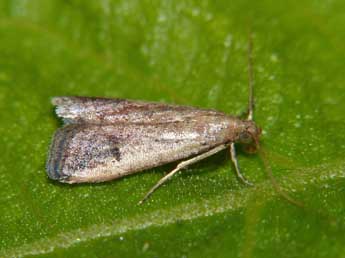 Metallostichodes nigrocyanella Const. adulte - Jean-Jacques Porteneuve