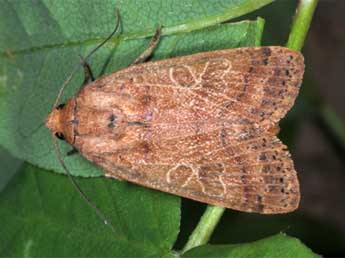 Anchoscelis nitida D. & S. adulte - Wolfgang Wagner, www.pyrgus.de