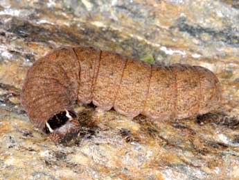  Chenille de Anchoscelis nitida D. & S. - Wolfgang Wagner, www.pyrgus.de