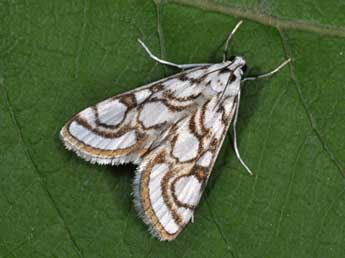 Nymphula nitidulata Hfn. adulte - Philippe Mothiron