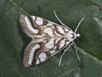 Nymphula nitidulata Hfn. adulte - Philippe Mothiron