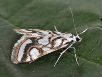 Nymphula nitidulata Hfn. adulte - Philippe Mothiron