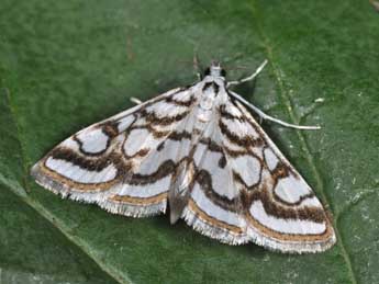 Nymphula nitidulata Hfn. adulte - Philippe Mothiron