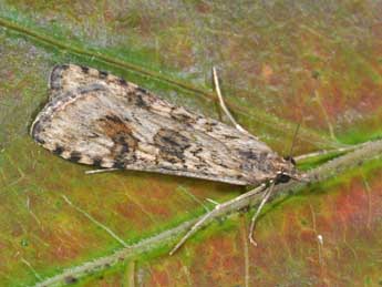 Nomophila noctuella D. & S. adulte - ©Philippe Mothiron