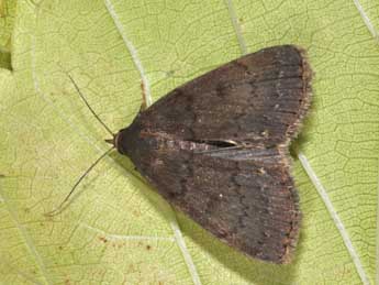 Nodaria nodosalis H.-S. adulte - Philippe Mothiron