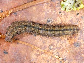  Chenille de Nodaria nodosalis H.-S. - ©Wolfgang Wagner, www.pyrgus.de