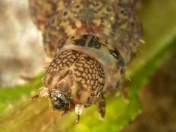  Chenille de Nodaria nodosalis H.-S. - Wolfgang Wagner, www.pyrgus.de