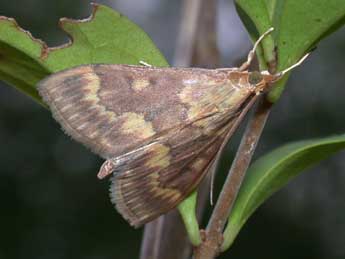 Ostrinia nubilalis Hb. adulte - ©Philippe Mothiron