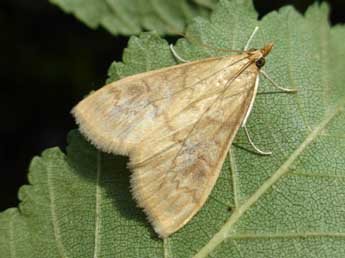 Ostrinia nubilalis Hb. adulte - Tristan Lafranchis