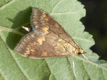 Ostrinia nubilalis Hb. adulte - Tristan Lafranchis