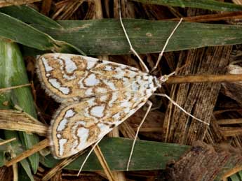 Elophila nymphaeata L. adulte - Daniel Morel