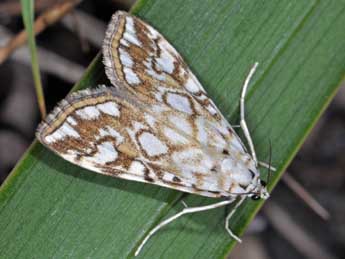 Elophila nymphaeata L. adulte - Philippe Mothiron