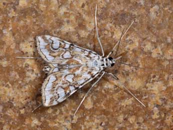 Elophila nymphaeata L. adulte - Philippe Mothiron