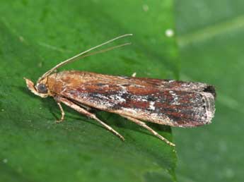 Uncinus obductellus Z. adulte - Philippe Mothiron