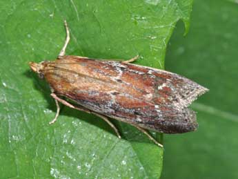 Uncinus obductellus Z. adulte - Philippe Mothiron