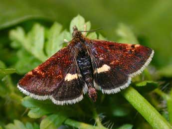 Pyrausta obfuscata Scop. adulte - ©Roland Stefanovic