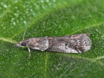 Acrobasis obliqua Z. adulte - ©Philippe Mothiron