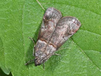 Acrobasis obliqua Z. adulte - ©Philippe Mothiron