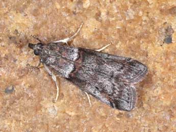 Acrobasis obliqua Z. adulte - ©Philippe Mothiron