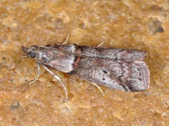 Acrobasis obliqua Z. adulte - ©Philippe Mothiron