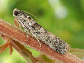 Ancylosis oblitella Z. adulte - Friedmar Graf